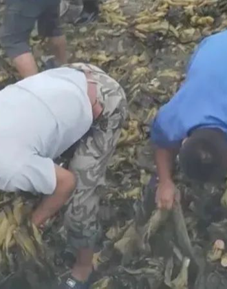 这里只有精品在线视频 都必须经过严格审核