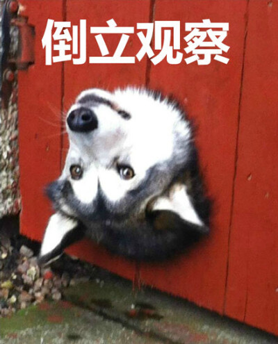 蒹葭视频 为了能更好地帮到您