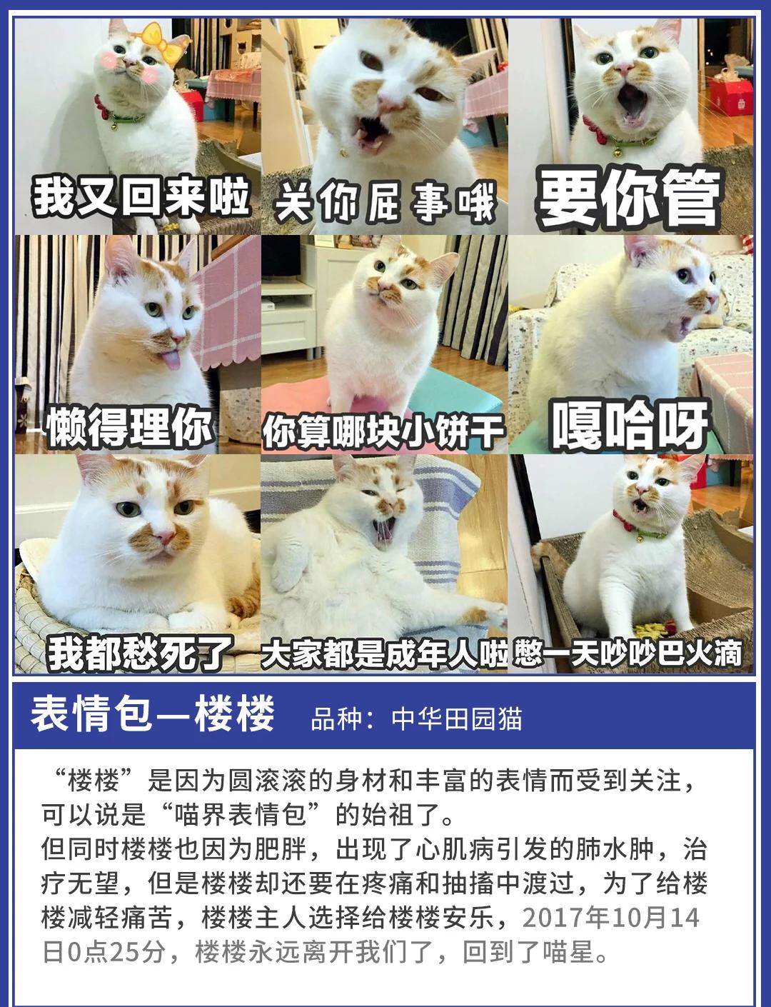 海角社区大神小刘吃瓜 虽然其深度和专业性有天花板