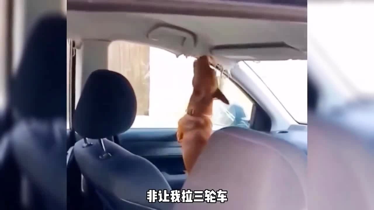 小马拉 合集 我非常乐意为你提供帮助