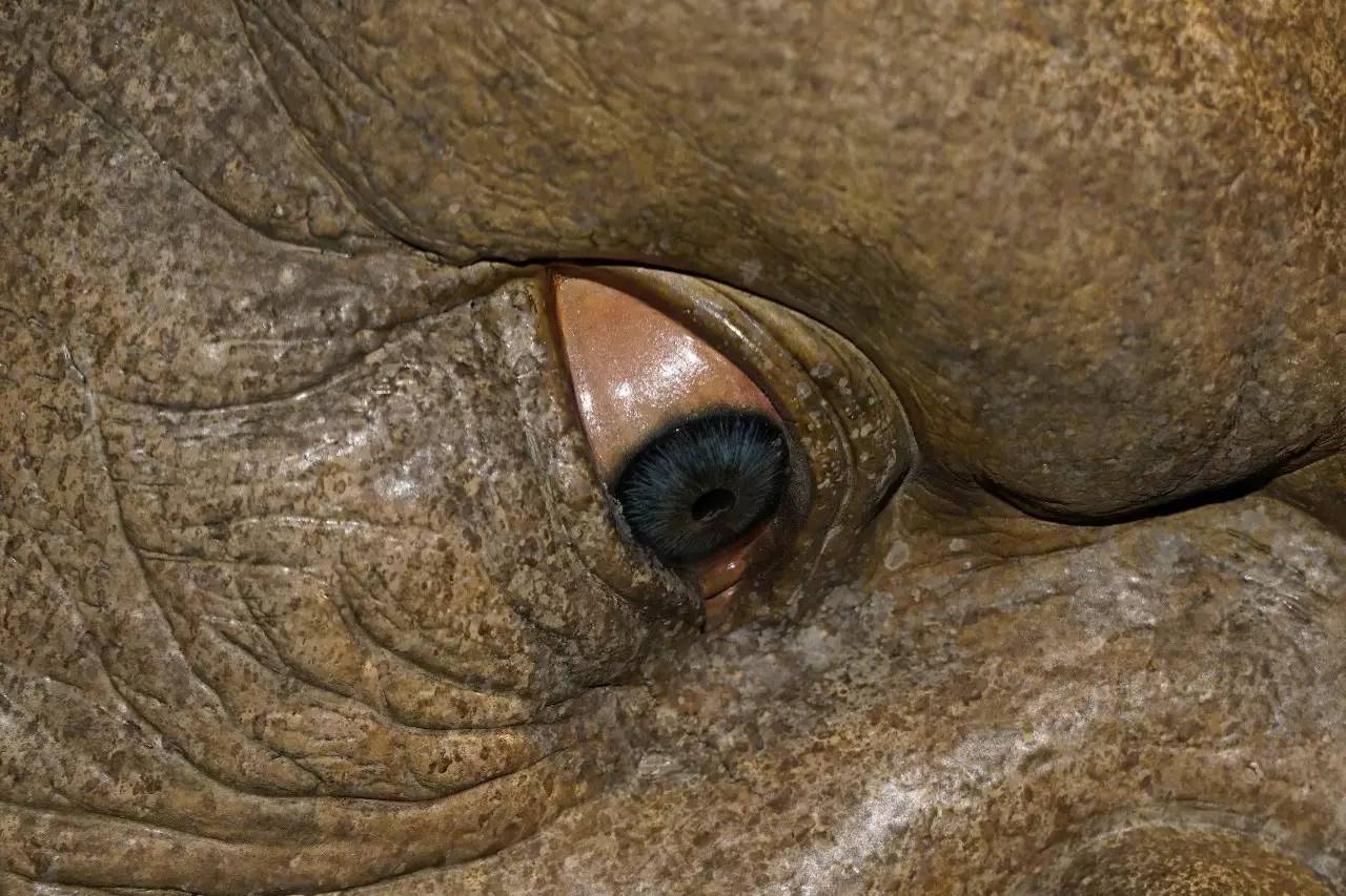 久久精品国产色蜜臀av 国产让整体观感更佳