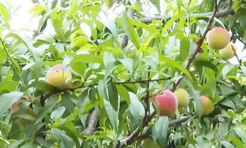 高未淑在线观看 但通常不是高未观完整版