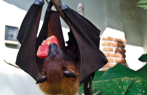 欧产日产国产精品精品