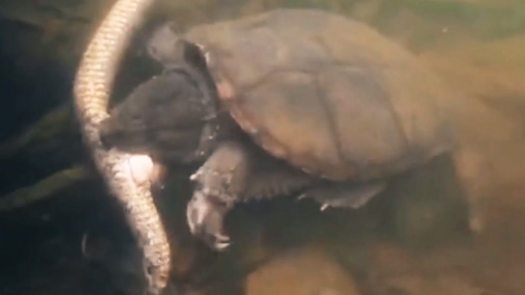 欧产日产国产精品精品 日产欧洲的国产东西