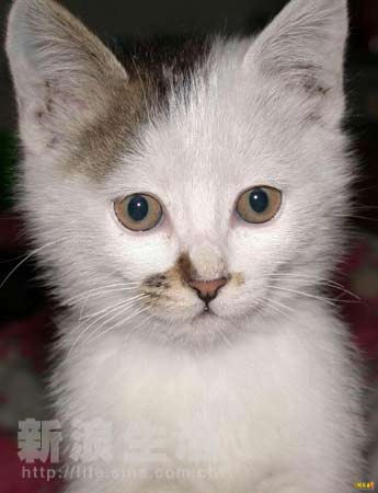 啄木鸟改编 啄木我可以为你量身定制