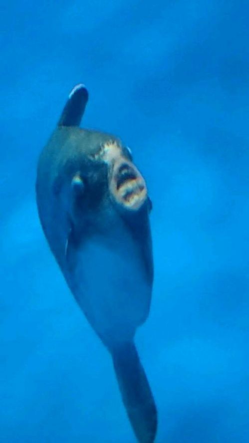 51ai短视频 与抖音生态无缝对接