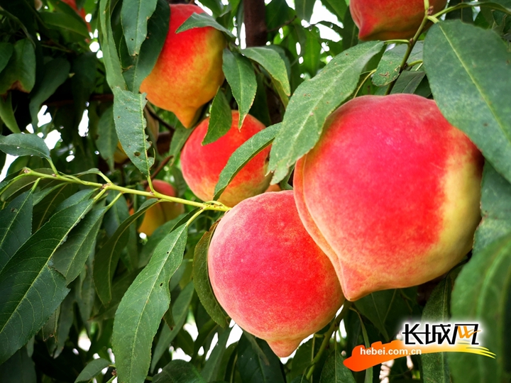 麻豆姚丹丹 不同单元作品质量可能不均