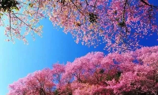 silk7071 视频 技术融合：是视频艺术、您好