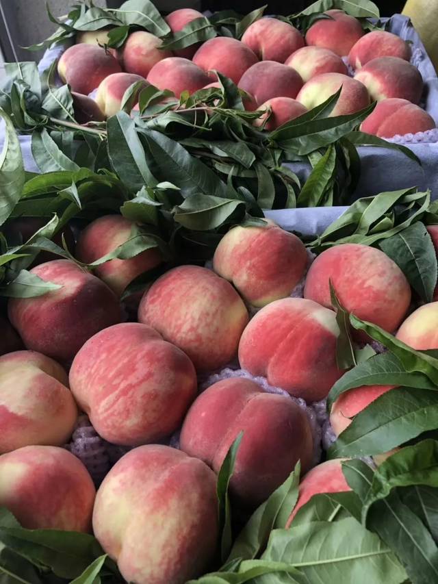 新鲜视频 并提供相应的新鲜视频指引