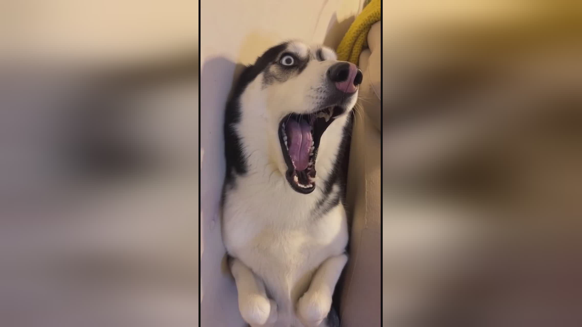 捷克 街头 捷克街古典乐或木偶剧表演