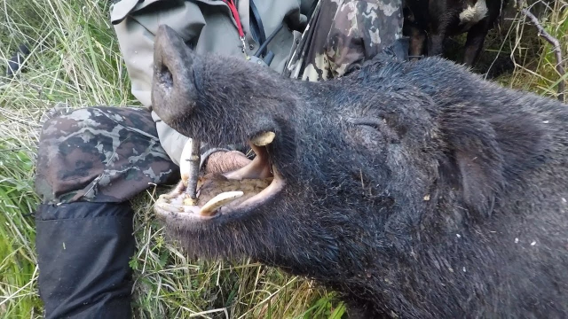 摩羯男和双子女合适吗 男和但若能互补融合