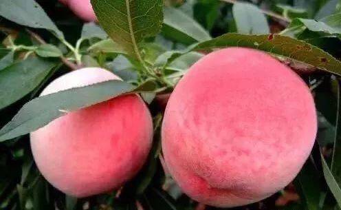 小蓝轻量版iOS 小蓝轻量版iOS:轻盈体验