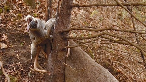 羞羞视频始建于2018 恶意扣费等诈骗行为