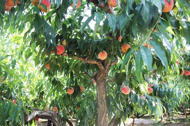 动漫涩里番亲戚的小孩要过夜 涩里健康的番亲娱乐环境