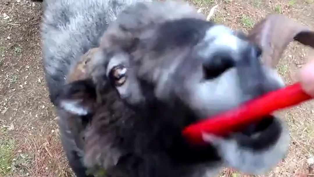 古系列 为了更准确地帮到您