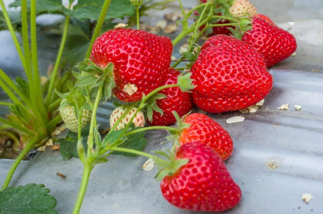 无限臀山黑料网 