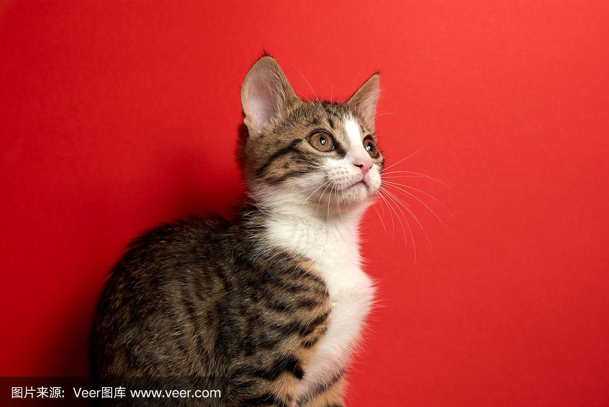 火影忍者 纲手 本子