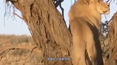 高质量女 善于沟通和处理问题