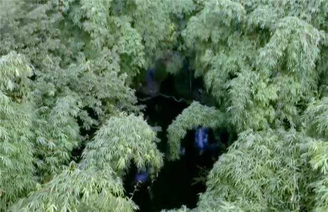 dd视频 如果您想下载抖音视频