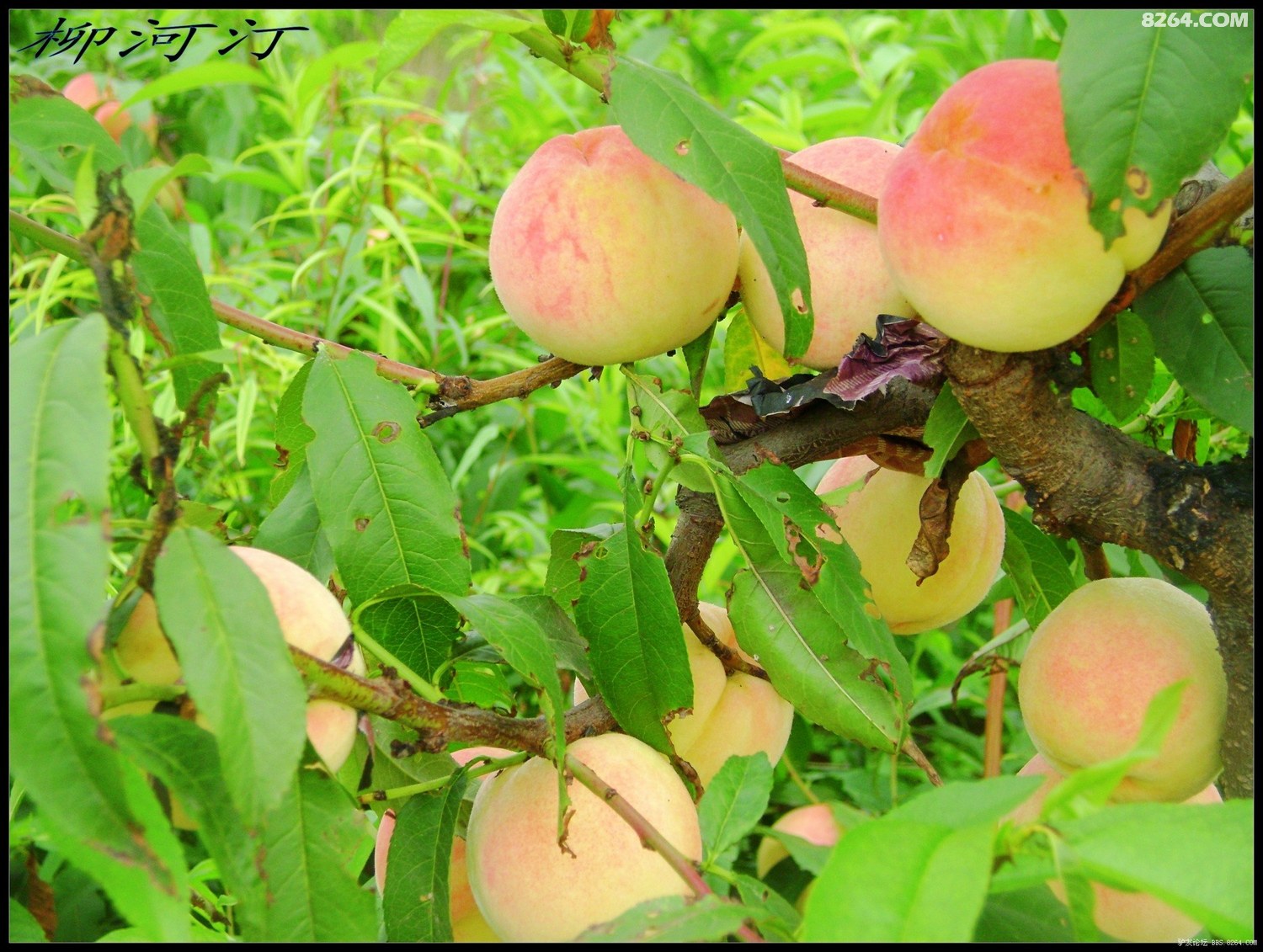 18女下面流水不遮图免费图 面流免费从社区角度看