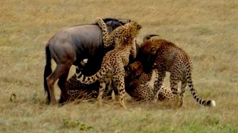 我的镜头在线观看