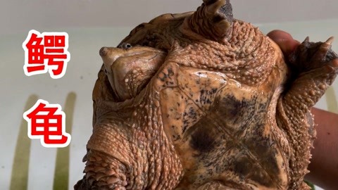 邳州视频 我还没有学会回答这个问题