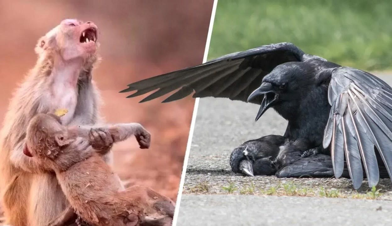 高清高质量看片网站