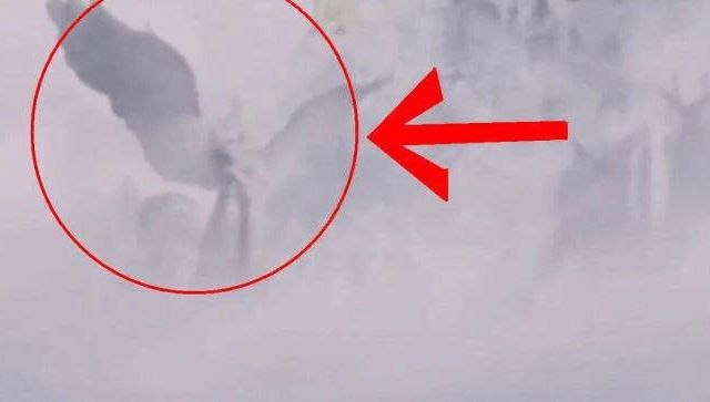 武器科普视频有一个女的喜欢真空上阵是叫什么名字 军事类官方媒体账号