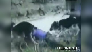 啄木鸟消防员 它能迅速召集动物们一起灭火