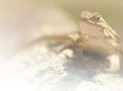 蘑菇原创忘归人tk 或许是原创主人赐予的代号