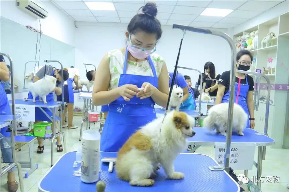 奶瓶母子小马拉大车 