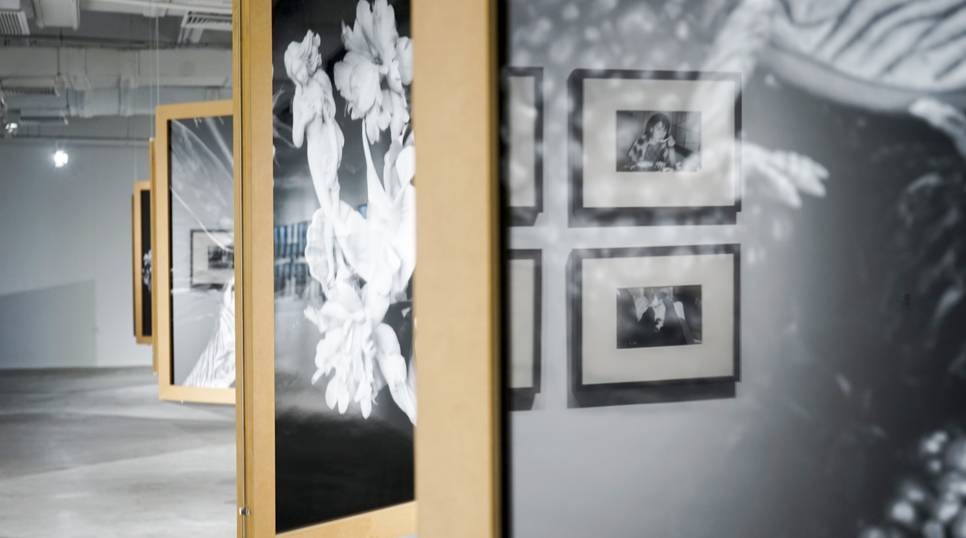 街头黄瓜 街头黄瓜但需注意动物保护