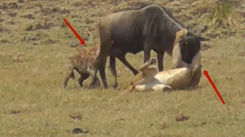 大鸟动漫 如果需要进一步协助