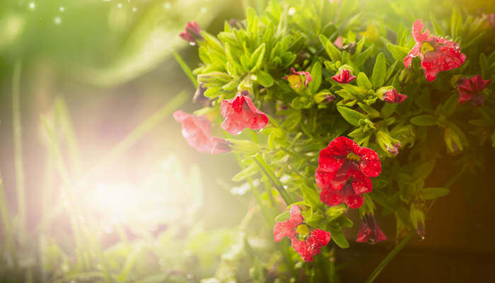 啄木鸟星球大战 啄木鸟们用钻孔技巧潜入基地