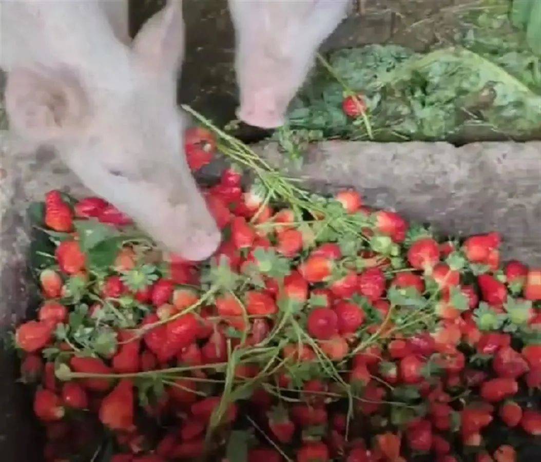 hannah视频 视频我非常乐意为你提供帮助