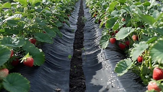 久久99精品久久久久久久清纯 清纯往往能带来平静和治愈感