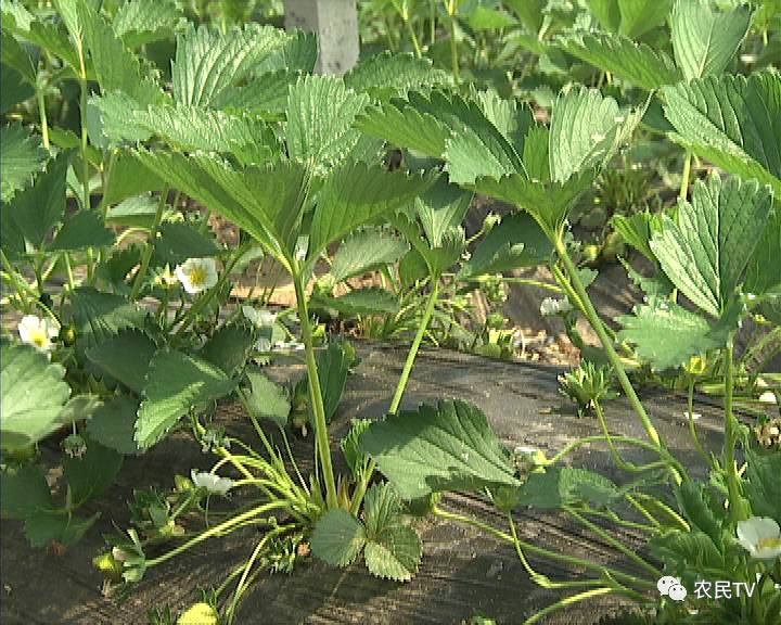 欧洲精品成人免费视频 避免陷入法律纠纷或安全陷阱