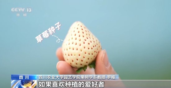 无限臀山峰 欲望的臀山无限攀升