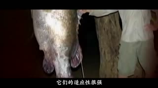 国产福利萌白酱精品tv一区 