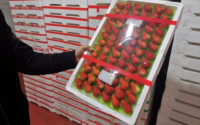 小鸟动漫 标题里有“小鸟”(Birdie)