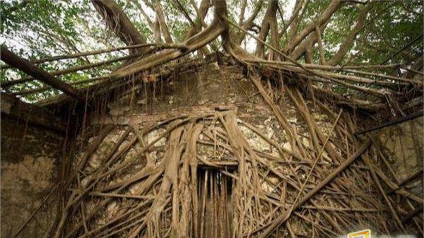 小马大车 子 小马大车使用场景)