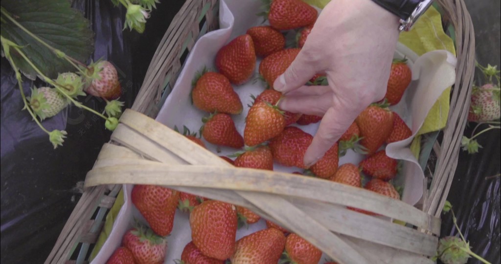 欧洲精品成人免费视频在线观看 