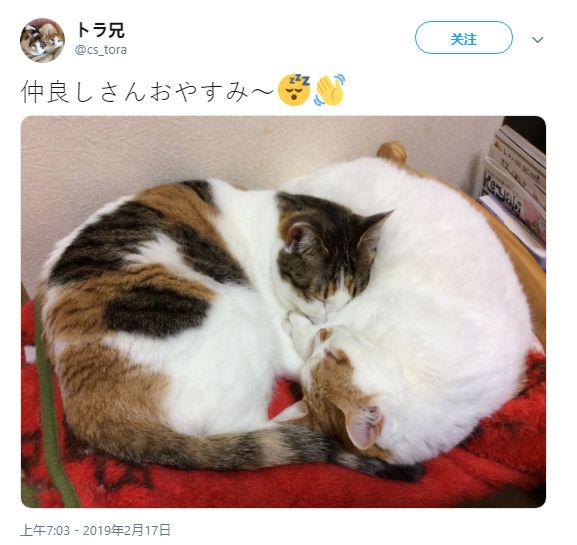 琢木鸟公司 琢木小程序或电话预约