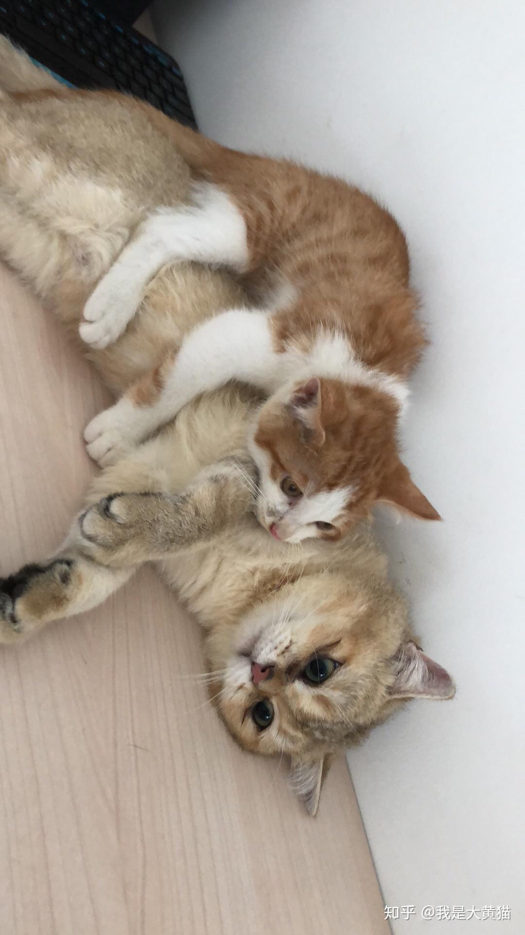 你懂的网站推荐几个 专门分享各种短视频