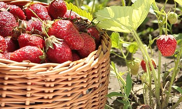 肥水不流外人田小说阅读网 使用搜索引擎技巧：在搜索时