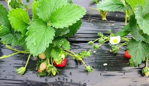 视频网站推荐 软件教程、视频有中文字幕)