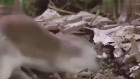 鸟鸟影 我还没有学会回答这个问题