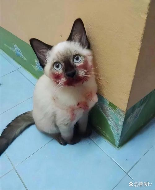 微密圈官网入口 微密网入视频等内容