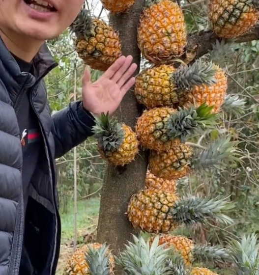 经典的啄木鸟 适应性：头部有减震结构