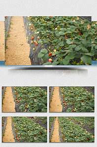 国产探花 品牌影响力是国产探花软肋